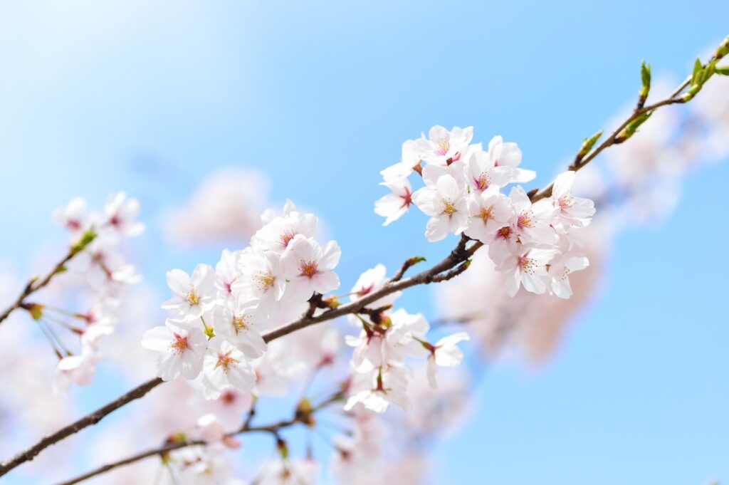 「桜」のアイキャッチ画像